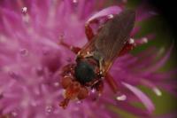 Myopa dorsalis