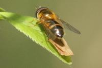 Epistrophe eligans