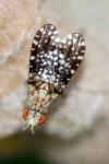Trypetoptera punctulata