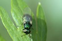 Microchrysa polita