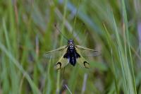 Libelloides longicornis