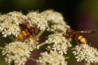 Milesia crabroniformis