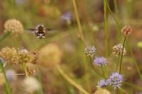 Bombylius cruciatus