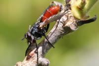 Cylindromyia bicolor