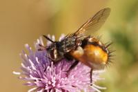 Tachina fera