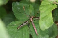 Tipula maxima