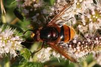 Volucella zonaria