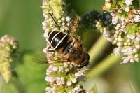 Eristalis nemorum