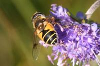Eristalis horticola