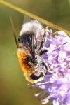 Eristalis intricaria