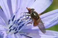 Rhingia campestris