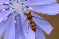 Episyrphus balteatus