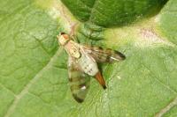 Terellia tussilaginis