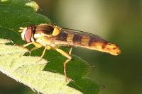 Sphaerophoria scripta
