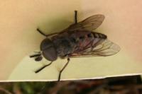 Tabanus eggeri