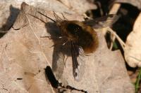 Bombylius major
