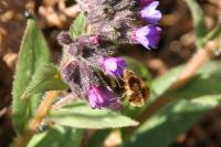 Bombylius major