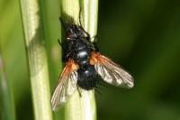 Zophomyia temula