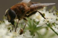 Eristalis tenax