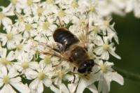 Eristalis tenax