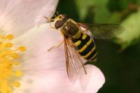 Syrphus ribesii