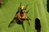 Volucella inflata