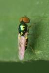 Microchrysa flavicornis
