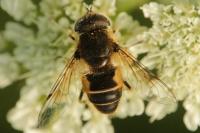 Eristalis abusiva