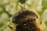 Eristalis abusiva