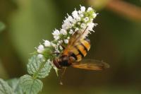 Volucella inanis