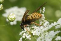 Temnostoma meridionale