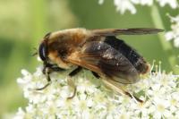 Therioplectes gigas
