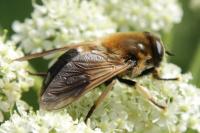 Therioplectes gigas