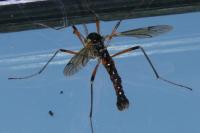 Tanyptera atrata