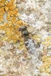 Scaeva pyrastri