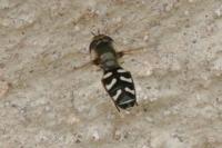 Scaeva pyrastri
