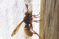 Conops vesicularis