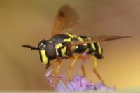 Chrysotoxum festivum