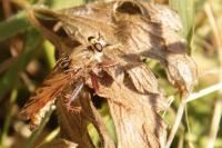 Asilus crabroniformis