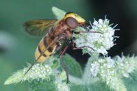 Volucella zonaria