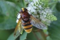 Volucella zonaria