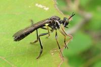 Dioctria hyalipennis