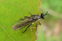 Dioctria hyalipennis
