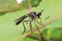 Dioctria hyalipennis