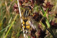 Helophilus trivittatus