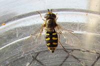 Eupeodes luniger