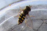 Eupeodes luniger