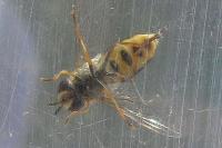 Eupeodes luniger