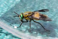 Chrysops viduatus