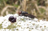 Chrysogaster solstitialis